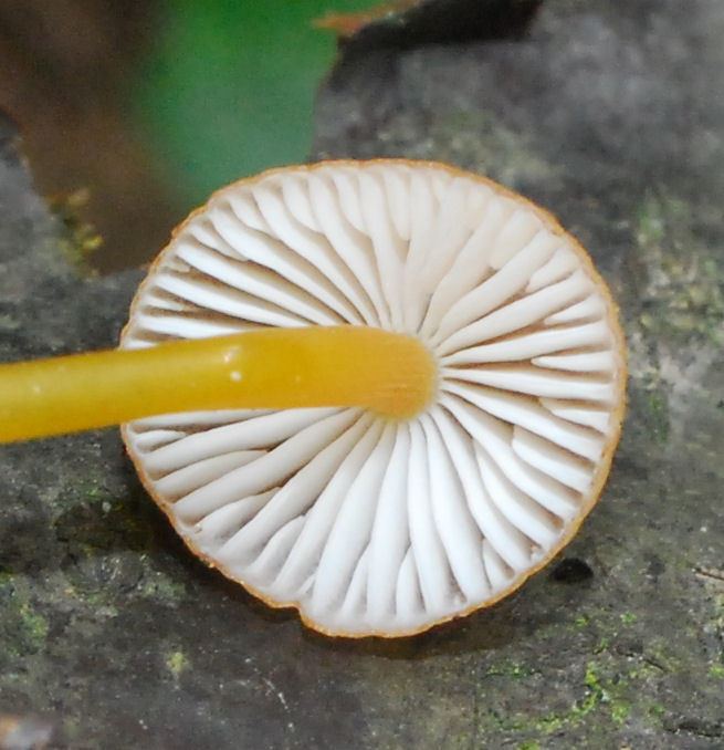 Mycena renati Mycena renati Qul