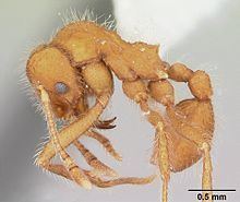 Mycetagroicus httpsuploadwikimediaorgwikipediacommonsthu