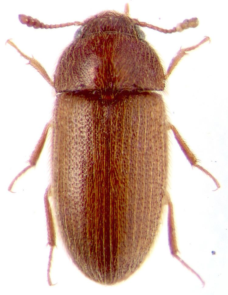 Mycetophagidae Typhaea stercorea L Mycetophagidae