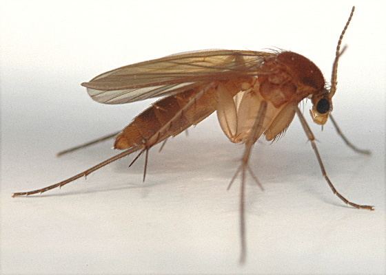 Mycetophilidae Fungus Gnat Mycetophilidae BugGuideNet