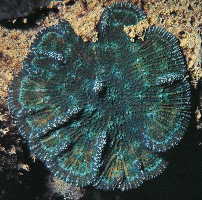 Mycetophyllia Mycetophyllia lamarckiana Corals of the World Photos maps and