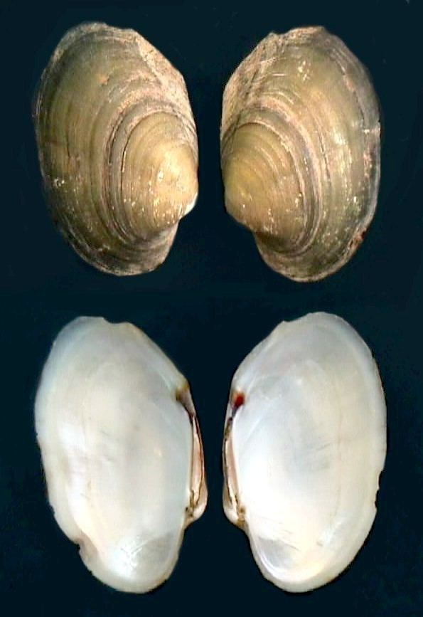 Mycetopodidae