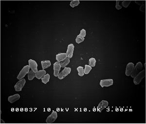 Mycobacterium flavescens genomejgidoegovmycflmycfljpg