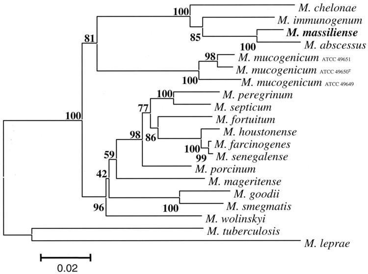 Mycobacterium massiliense jcmasmorgcontent42125493F3largejpg