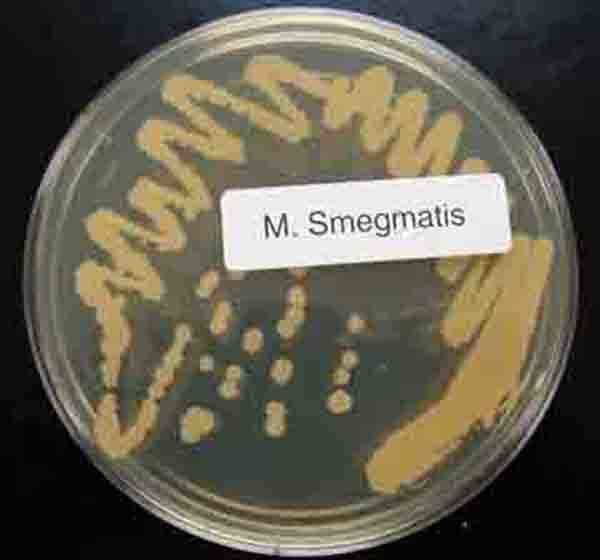 Streak plate of Mycobacterium smegmatis colonies growing on TSY agar