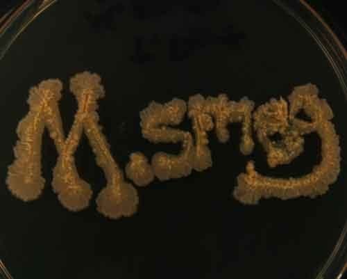 M. smeg written in the bacteria Mycobacteria smegmatis growing on TSY agar