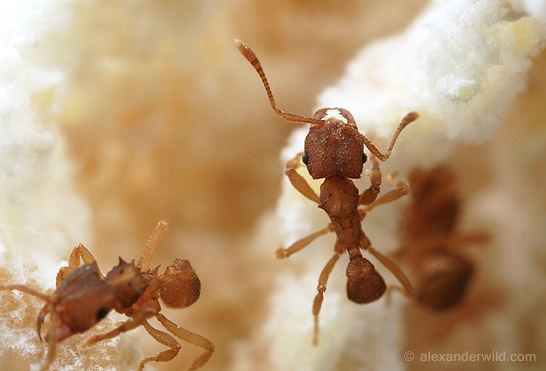 Mycocepurus smithii Mycocepurus smithii the asexual ant is not entirely so