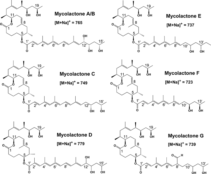 Mycolactone Mycolactones immunosuppressive and cytotoxic polyketides produced