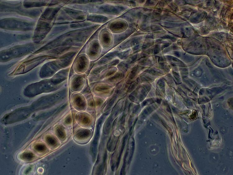 Mycoplankton