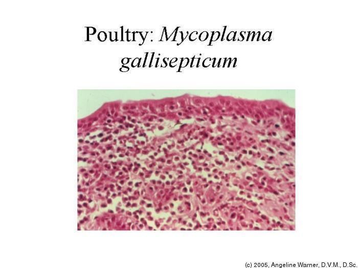 Mycoplasma gallisepticum 213 Veterinary Respiratory Pathophysiology Fall 2005 Tufts
