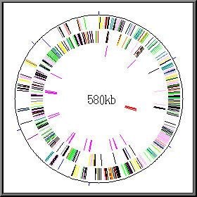 Mycoplasma genitalium