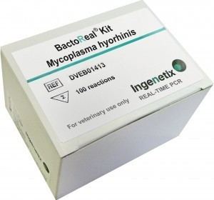 Mycoplasma hyorhinis wwwingenetixcomwpcontentuploads201406Bacto