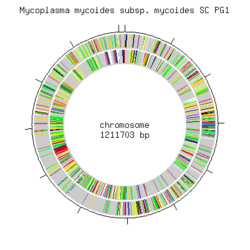 Mycoplasma mycoides Mycoplasma mycoides MicrobeWiki