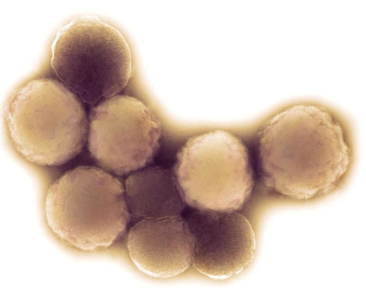 Mycoplasma mycoides imagesfineartamericacomimagesmediumlargemyco