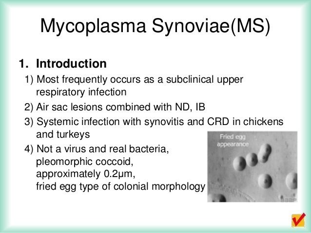 Mycoplasma synoviae Prevention and control of Mycoplasma sinoviae without vaccination