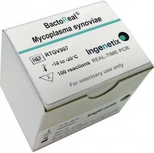 Mycoplasma synoviae BactoReal Mycoplasma synoviae