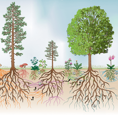 Mycorrhizal network Investigating the transfer of carbon between trees via common