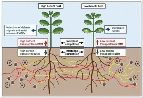 Mycorrhizal network Common mycorrhizal networks and their effect on