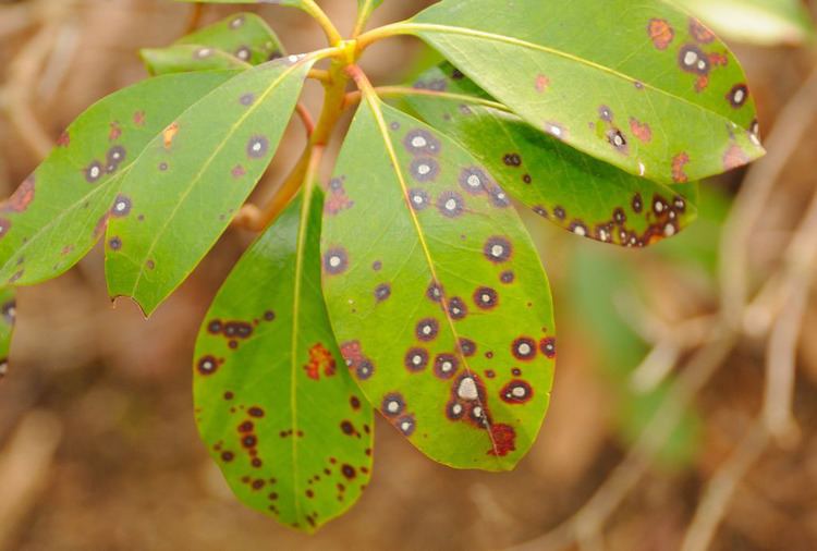 Mycosphaerella Maryland Biodiversity Project Mountain Laurel Leaf Spot