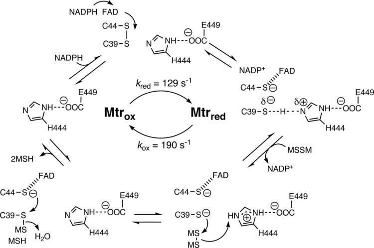 Mycothiol Biosynthesis and Functions of Mycothiol the Unique Protective Thiol