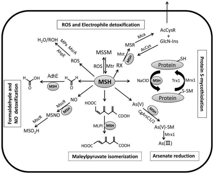 Mycothiol Overexpression of Mycothiol Disulfide Reductase Enhances
