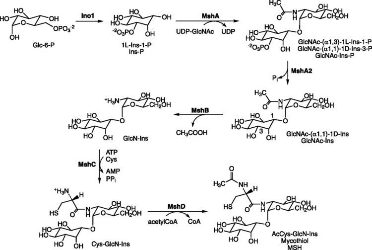 Mycothiol Biosynthesis and Functions of Mycothiol the Unique Protective Thiol