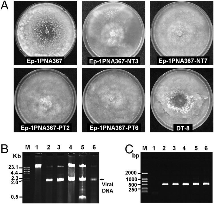 Mycovirus A geminivirusrelated DNA mycovirus that confers hypovirulence to a