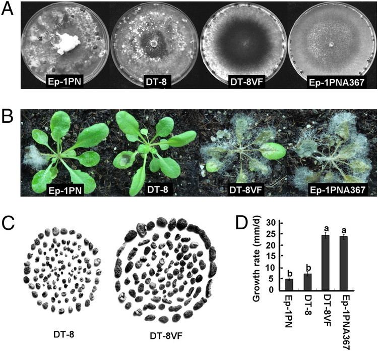 Mycovirus A geminivirusrelated DNA mycovirus that confers hypovirulence to a