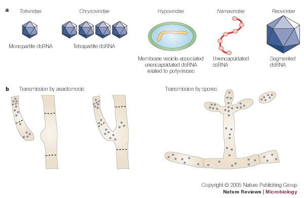 Mycovirus Figure 1 Hypovirulence Mycoviruses at the fungalplant interface