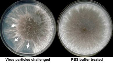 Mycovirus wwwrealclearsciencecomimageswysiwygimagesMyc