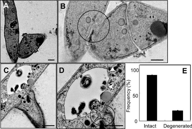 Mycovirus Potentiation of Mycovirus Transmission by Zinc Compounds via