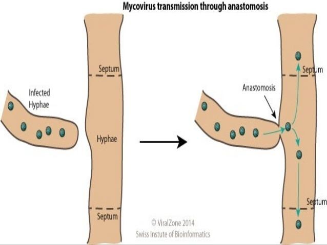 Mycovirus mycoviruses and pathogensis