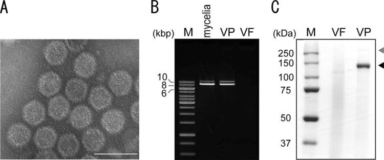 Mycovirus A Novel Bipartite DoubleStranded RNA Mycovirus from the White Root