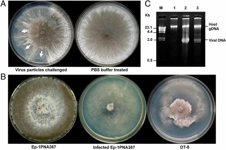 Mycovirus Extracellular transmission of a DNA mycovirus and its use as a