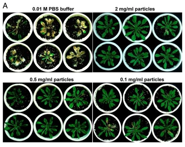 Mycovirus Mycoviruses as Fungicides RealClearScience