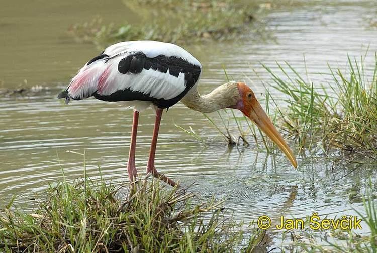 Mycteria Picture of nesyt indomalajsk Mycteria leucocephala Painted Stork