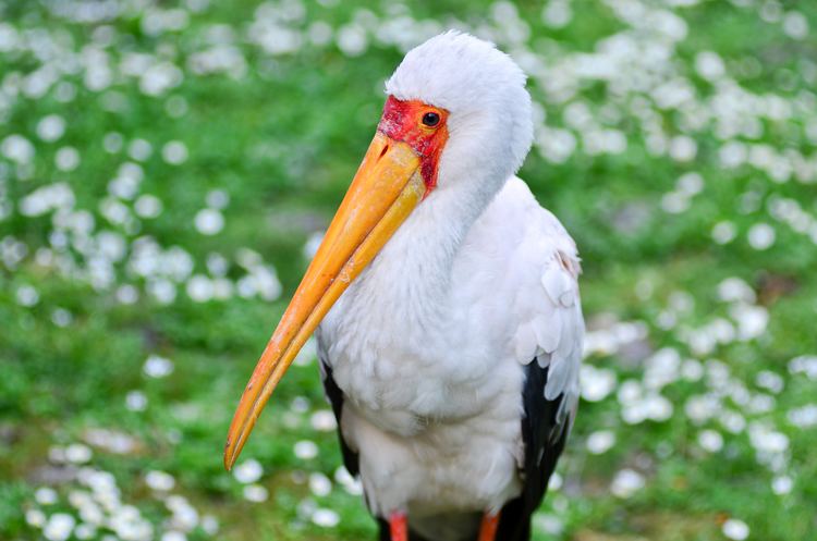 Mycteria FileNimmersatt Mycteria ibis Weltvogelpark Walsrode 2011jpg