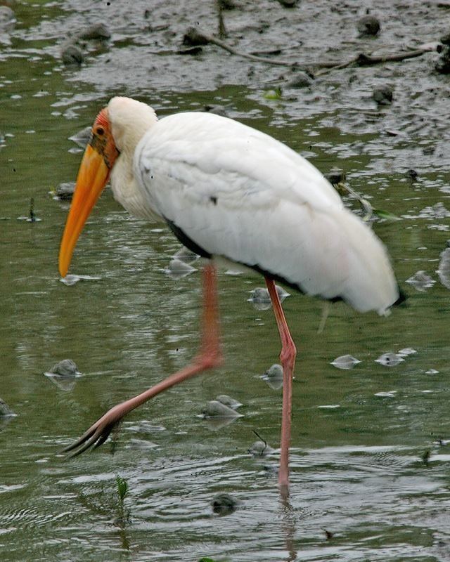 Mycteria FileMilky Stork Mycteria cinereajpg Wikimedia Commons