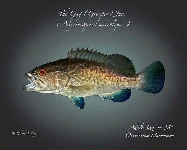 Mycteroperca microlepis unique fish photos Of Barnegat Bay