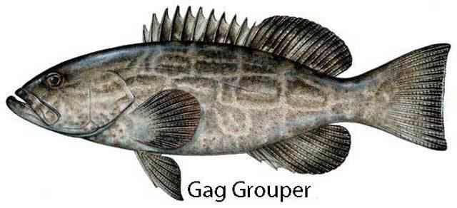 Mycteroperca microlepis Gag Grouper