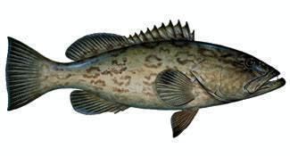 Mycteroperca microlepis Gag Grouper facts