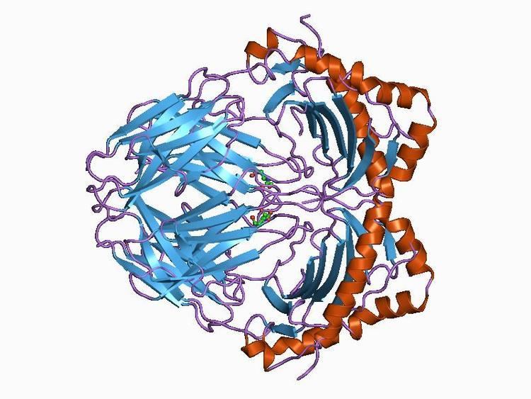 Myelin basic protein