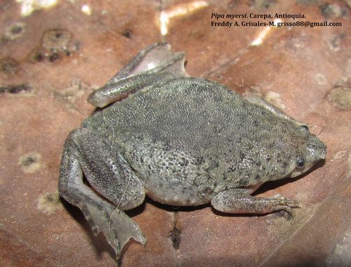 Myers' Surinam toad httpsstaticinaturalistorgphotos825060mediu