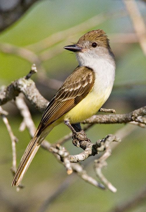 Myiarchus Browncrested Flycatcher Myiarchus tyrannulus