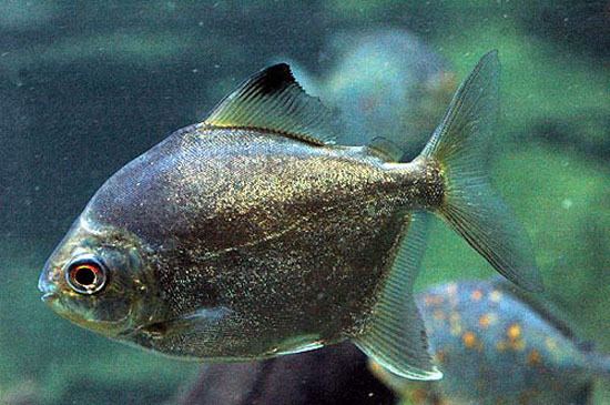 Myleus Fish Identification