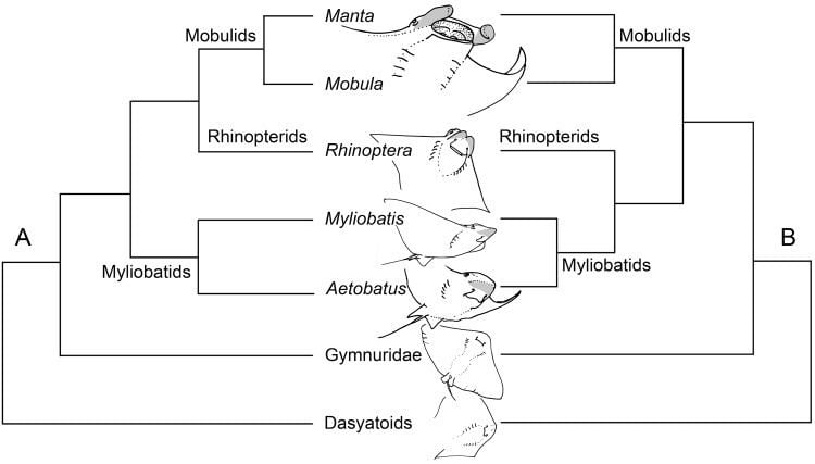 Myliobatiformes Evolutionary history of the devilrays Chondrichthyes