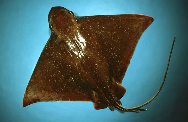 Myliobatis Fish Identification