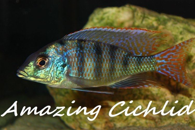 Mylochromis AMAZING BEAUTIFUL FISH MYLOCHROMIS ERICOTAENIA YouTube