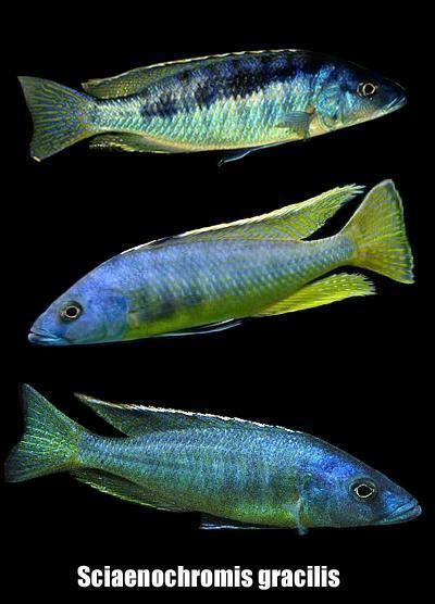 Mylochromis gracilis pnaquariacomimg4534Sciaenochromis20Gracilisjpg