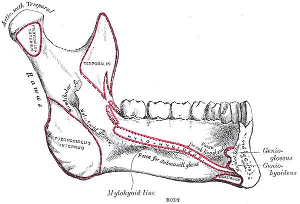 Mylohyoid line